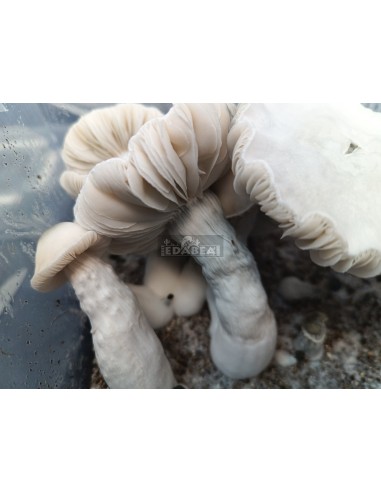 Frosted Gates mushroom grow kit 100% mycelium