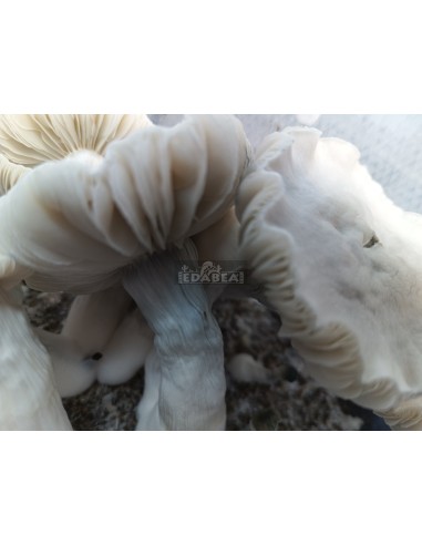 Frosted Gates mushroom grow kit 100% mycelium