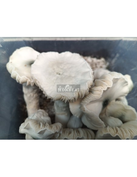 Frosted Gates mushroom grow kit 100% mycelium