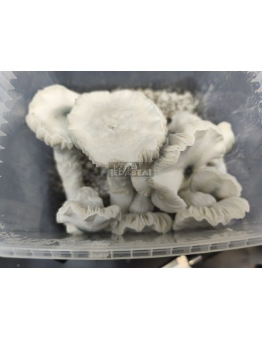 Frosted Gates mushroom grow kit 100% mycelium