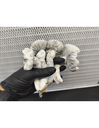 Frosted Gates mushroom grow kit 100% mycelium