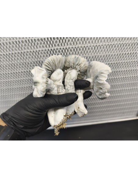 Frosted Gates mushroom grow kit 100% mycelium