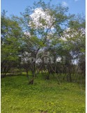 Mimosa Hostilis 10 Samen