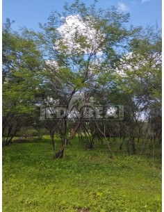 Kaufe Mimosa Hostilis in Pulver oder gemahlen aus Spanien