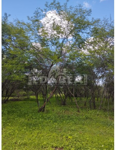 Kaufe Mimosa Hostilis in Pulver oder gemahlen aus Spanien