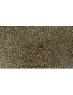 Grassamen 1 Liter