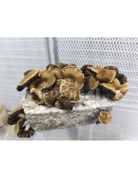 psilocybe Chocolate  mushroom cultivation kit