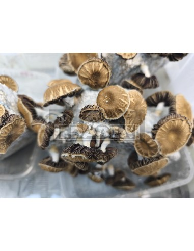 Psilocybe cubensis Pilzanbausatz Chocolate