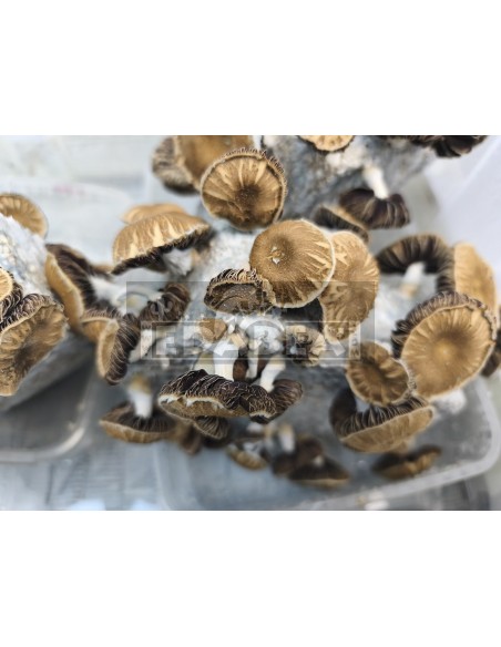 kit de culture de champignons psilocybe Chocolate