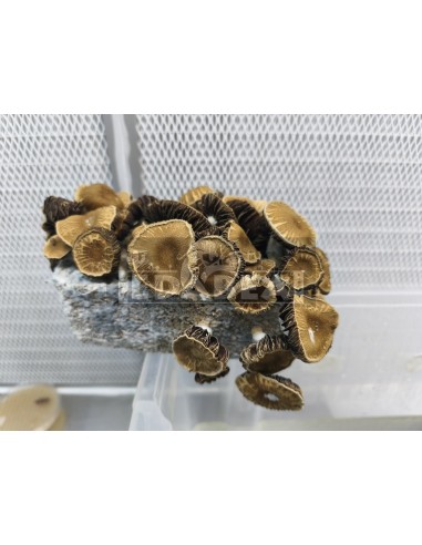 Psilocybe cubensis Pilzanbausatz Chocolate