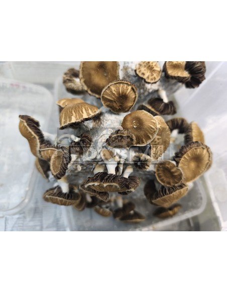 psilocybe Chocolate  mushroom cultivation kit