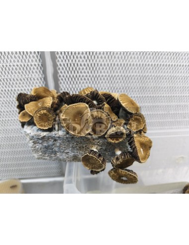 Psilocybe cubensis Pilzanbausatz Chocolate