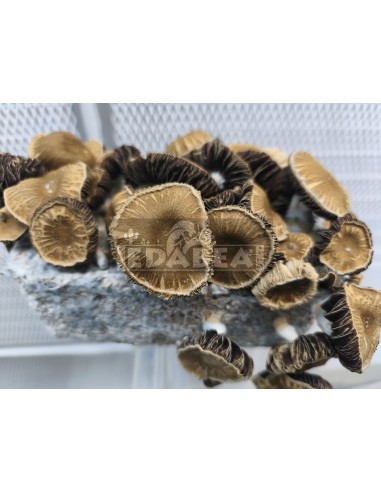 Psilocybe cubensis Pilzanbausatz Chocolate