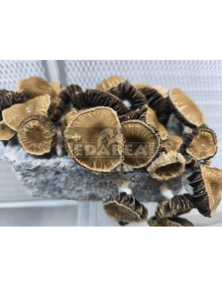 kit de cultivo de cogumelos psilocibo cubensis Chocolate