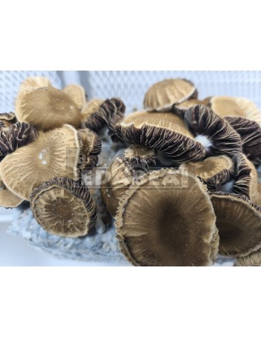 Psilocybe cubensis Pilzanbausatz Chocolate