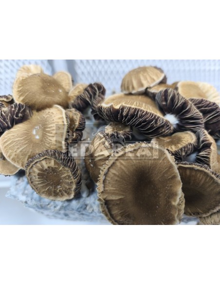 Kit per la coltivazione del fungo psilocybe cubensis Chocolate