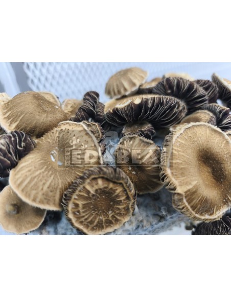 Kit per la coltivazione del fungo psilocybe cubensis Chocolate