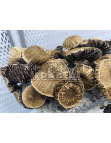 psilocybe Chocolate  mushroom cultivation kit