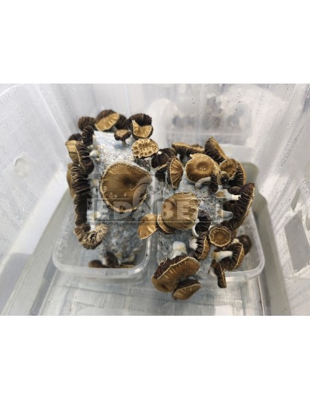 Psilocybe cubensis Pilzanbausatz Chocolate