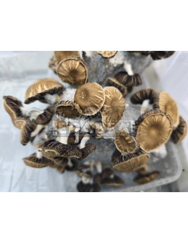 psilocybe Chocolate  mushroom cultivation kit
