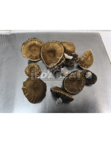 Psilocybe cubensis Pilzanbausatz Chocolate