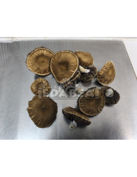 kit de culture de champignons psilocybe Chocolate