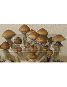 Jeringuilla de esporas Matias Romero10 ml