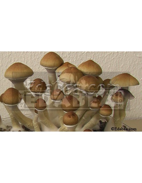 Siringa per spore Matias Romero10 ml