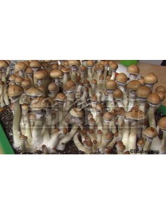 Jeringuilla de esporas Brasil10 ml