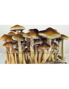 Jeringuilla de esporas Tasmania10 ml