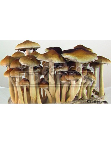 Seringa de esporos Tasmânia10 ml