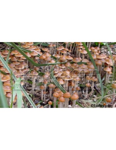 Psilocybe Azurescens siringa di spore 10 ml