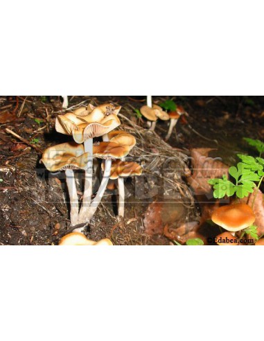 Seringa de esporos Psilocybe Cyanescens 10 ml