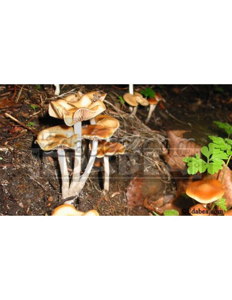 Seringa de esporos Psilocybe Cyanescens 10 ml
