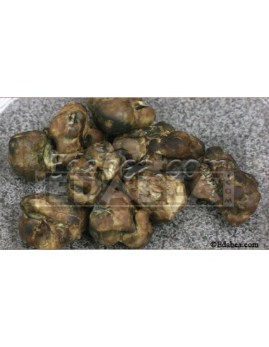 Psilocybe Tampanenis 10 ml.