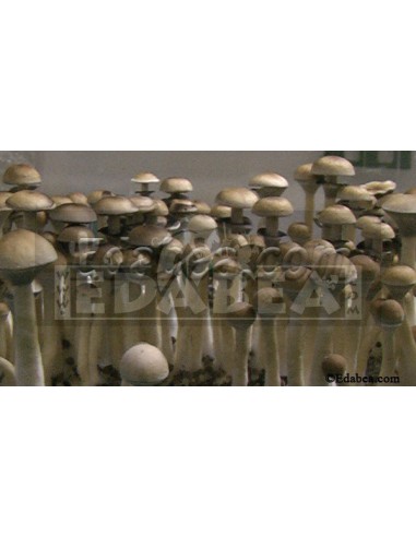 Flacon de spores Costa Rica 10 ml.