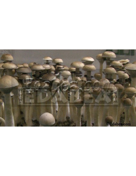 Flacon de spores Costa Rica 10 ml.