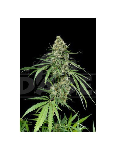 Critical +