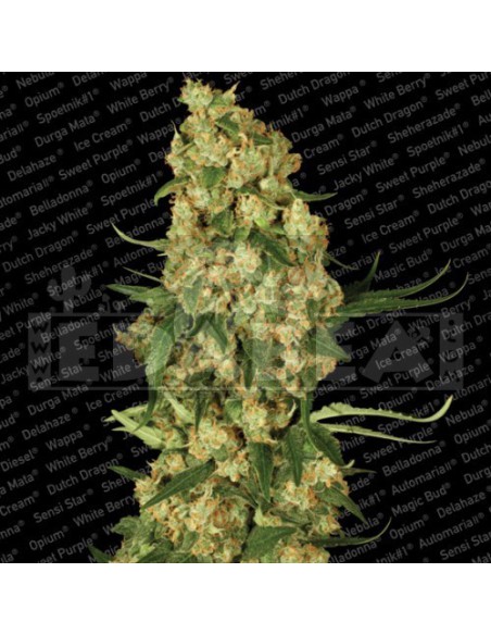 Wappa 3 seeds