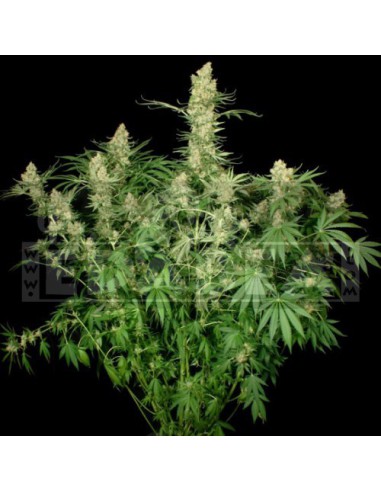 Wappa 3 seeds