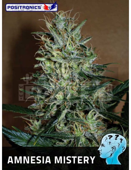Amnesia Mistery 1 seed