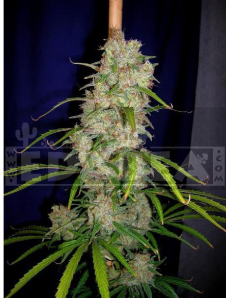 Destroyer 3 seeds