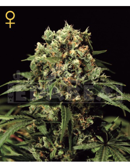 Kalashnikova 3 seeds