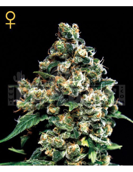 Jack Herer 3 seeds