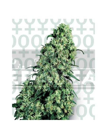 Skunk 1 3 semillas Skunk 1 3 semillas