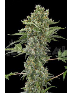 Moby Dick Auto 1 semilla