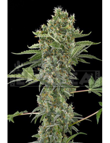Moby Dick Auto 1 seed
