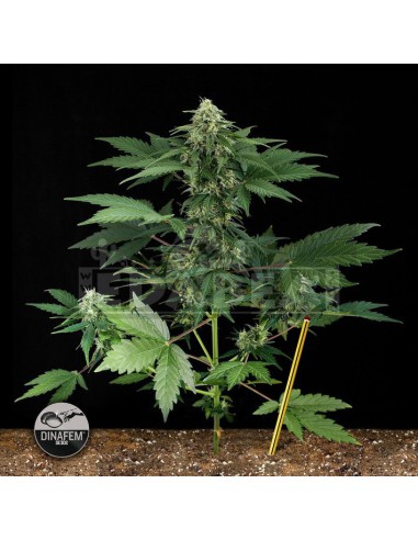 Roadrunner Auto 1 seed