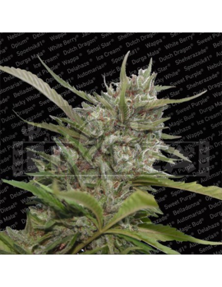 White Berry Auto 3 seeds