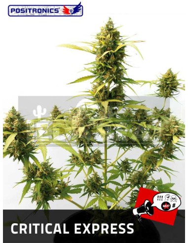 Critical Express Auto 1 Samen